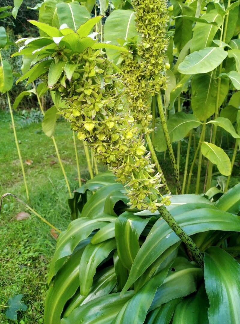 Eucomis 2