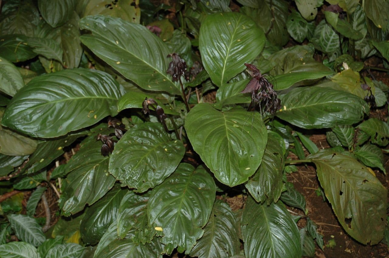 Tacca 12