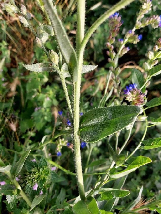 Lingua di bue officinale 23