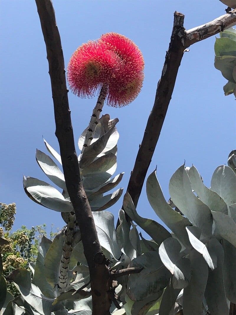 Eukalyptus 2