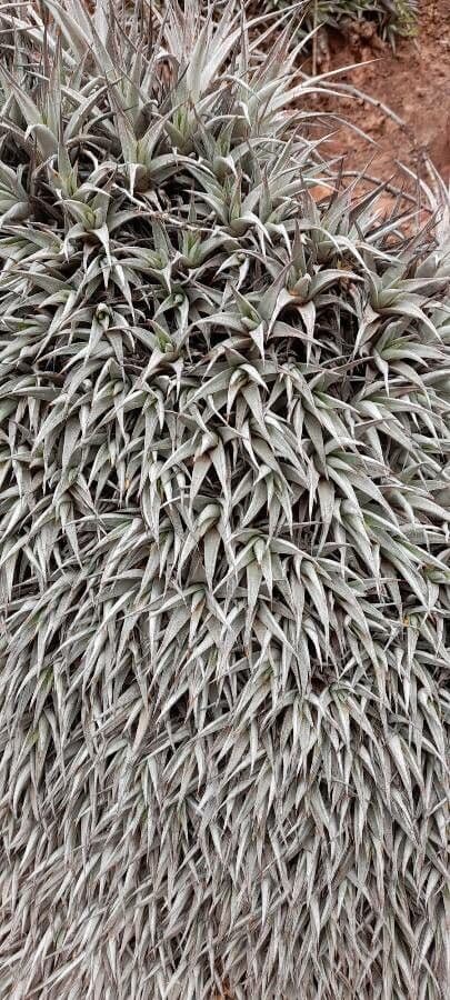 Deuterocohnia 3