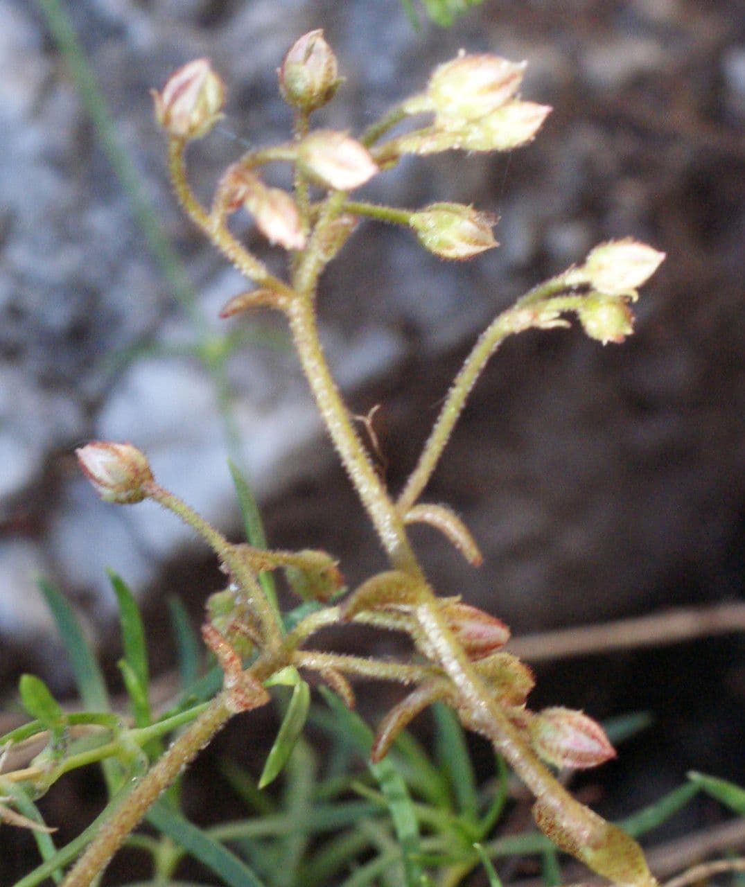 Sedum 5
