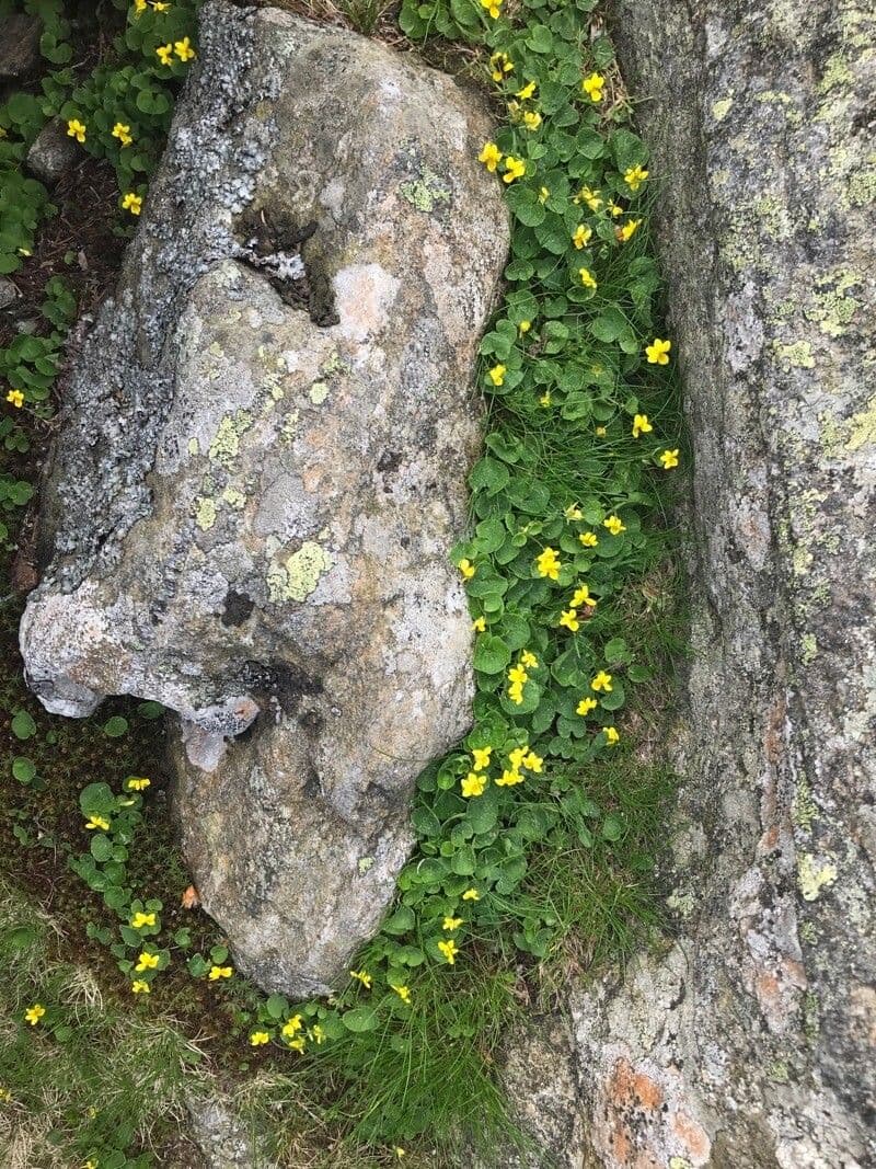 Viola biflora 10