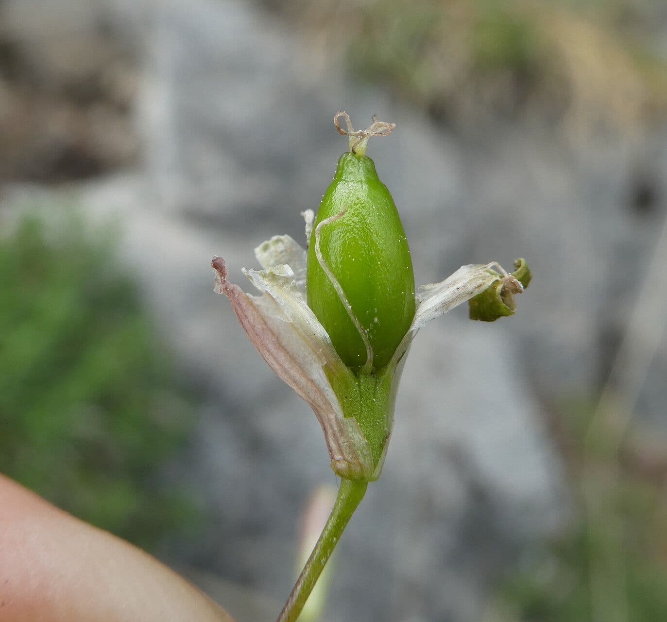 Silene saxifraga 3