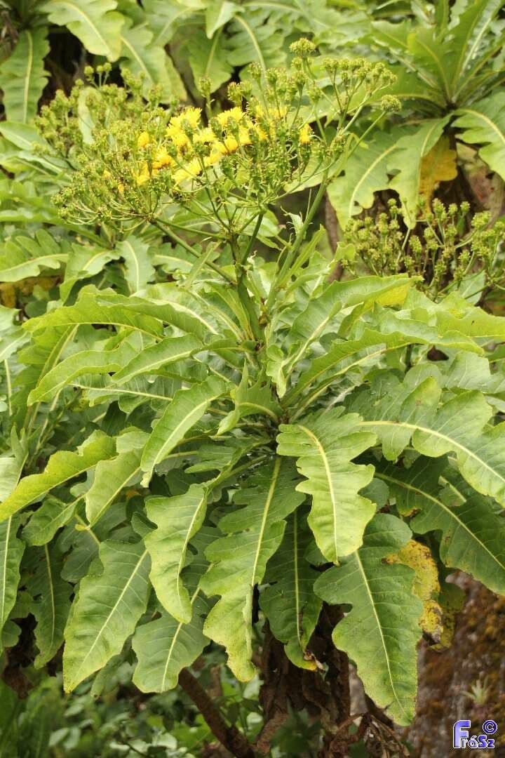 Strauchdistel 15