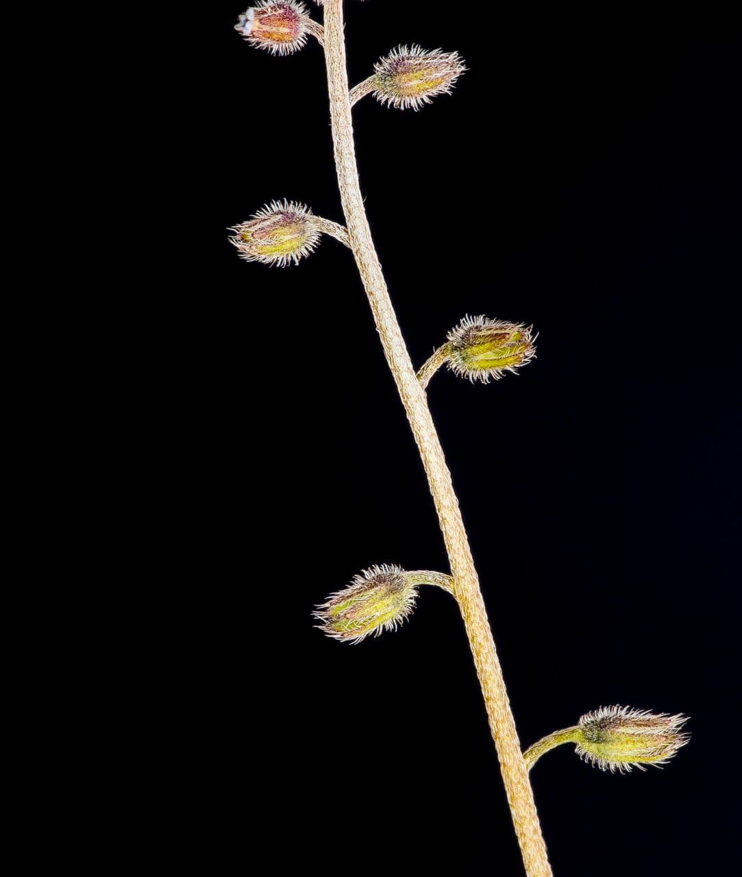 Miosotide ramosissima 25