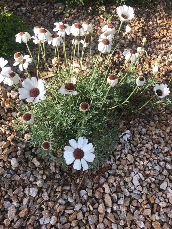 Rhodanthemum 5