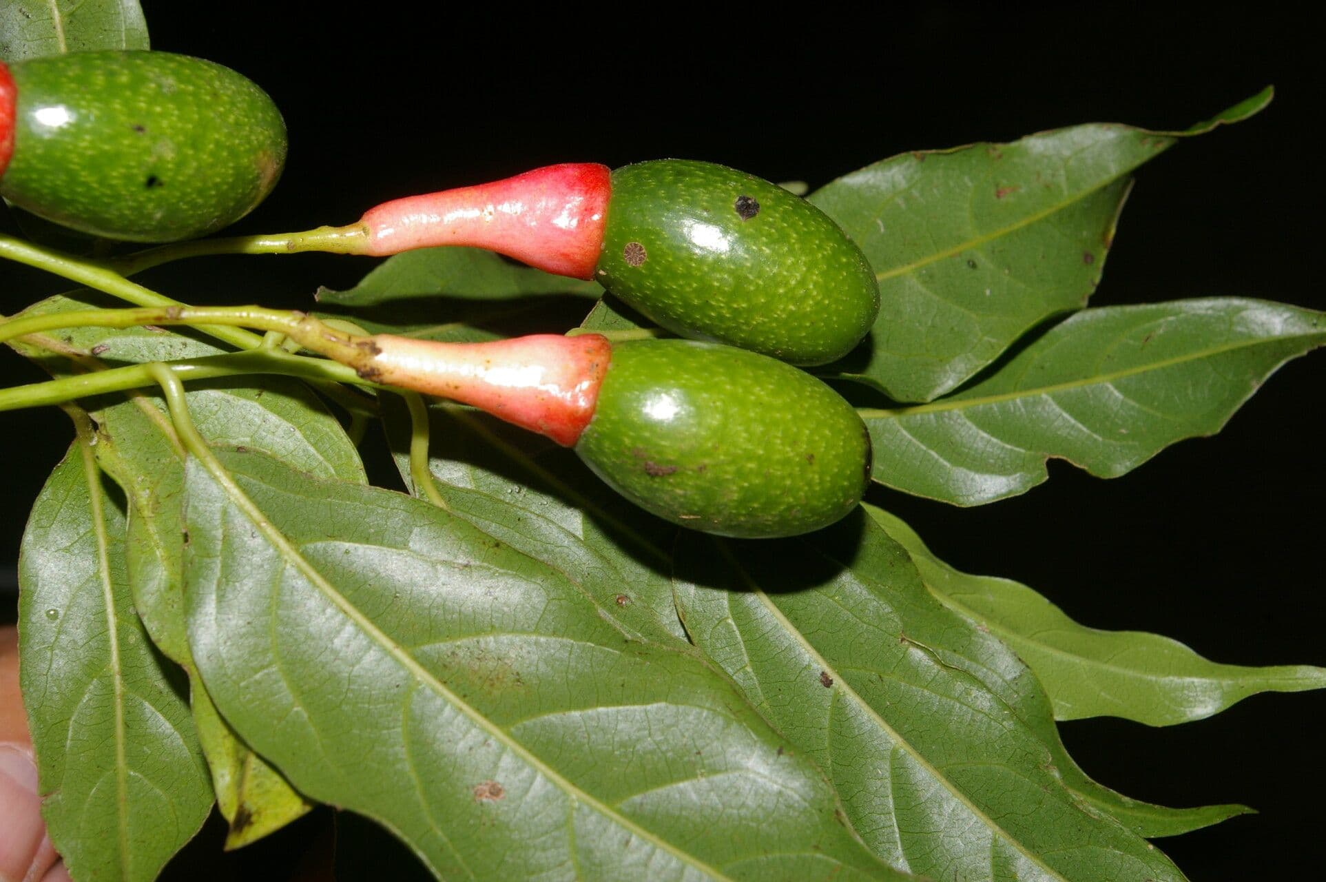 Ocotea tenera 3