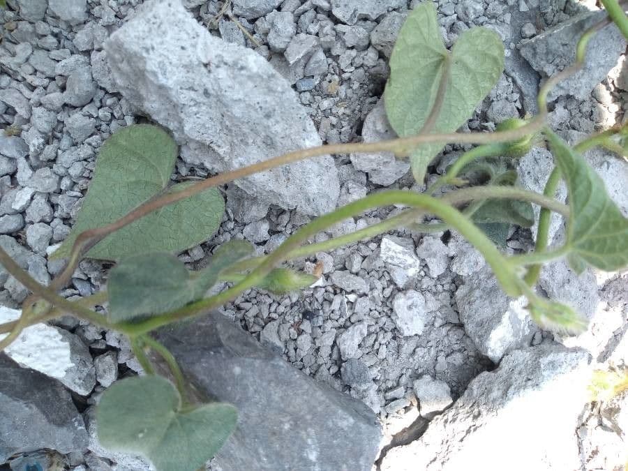 Ipomoea 3