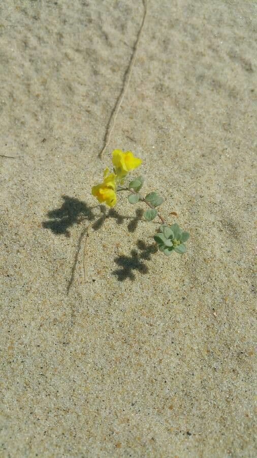 Linaria 13