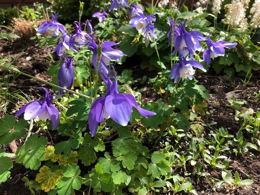 Alpine columbine 6