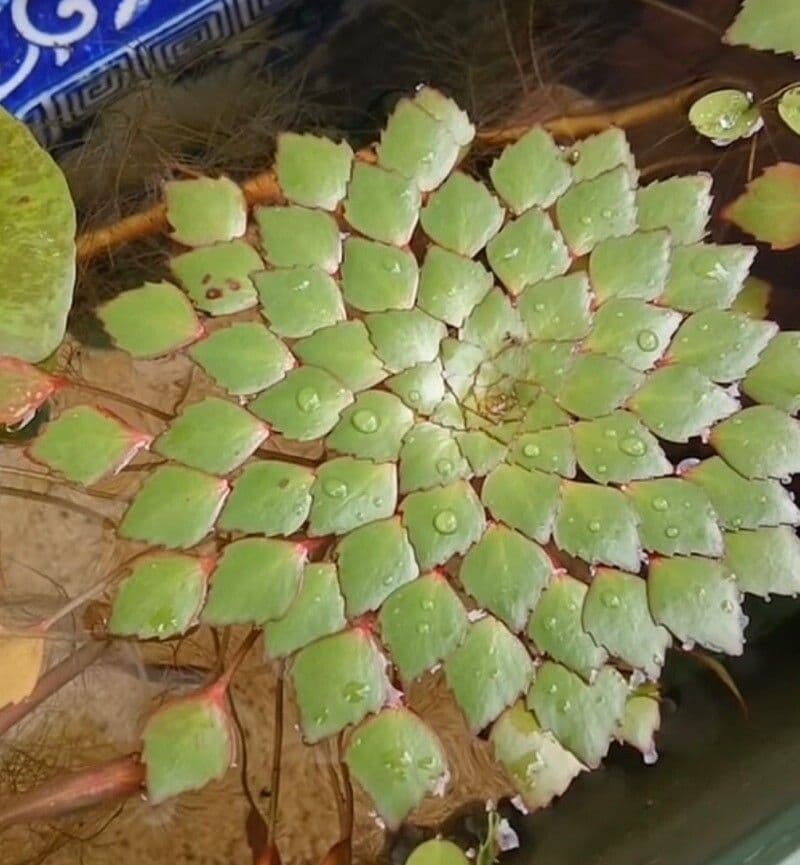 Ludwigia 8