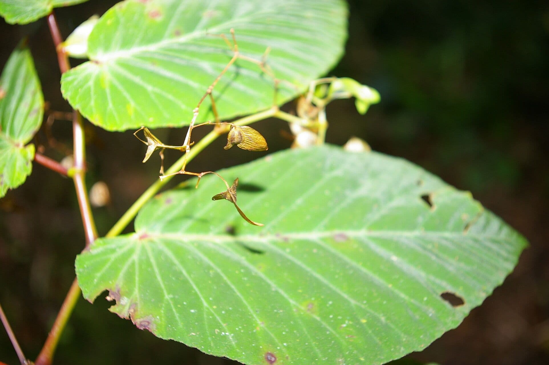 Begonia 6