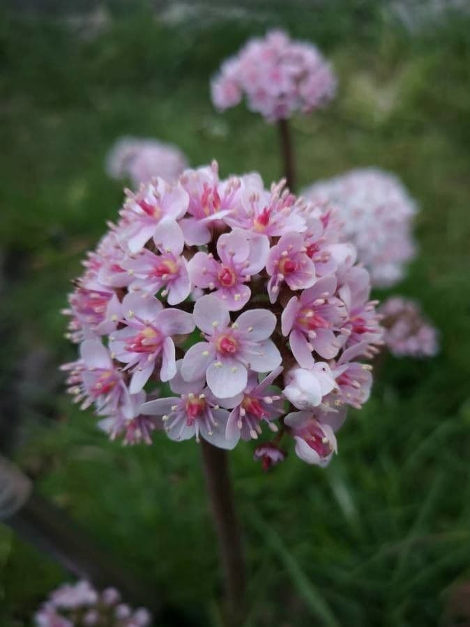 Schildblatt 6