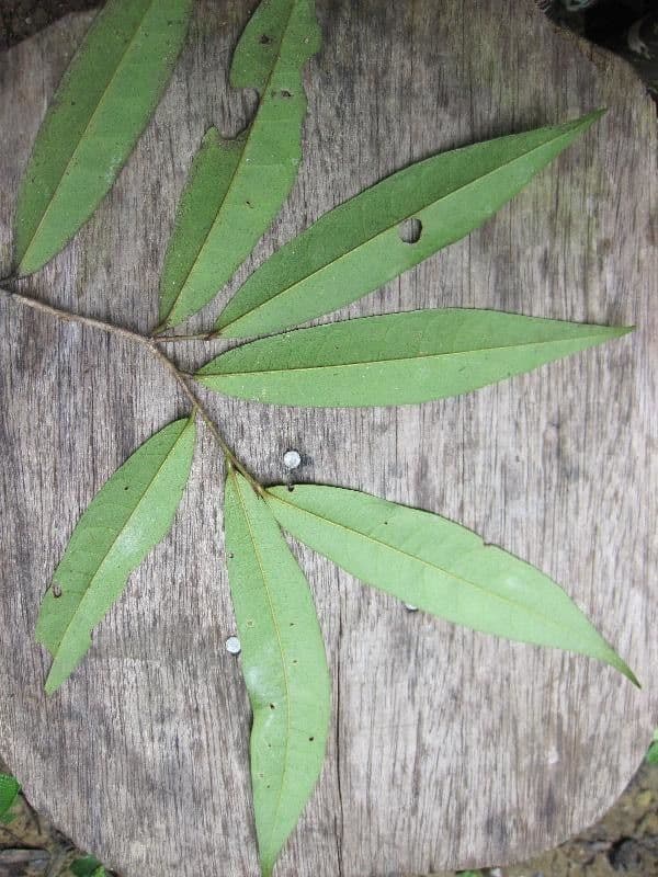 Anaxagorea 10