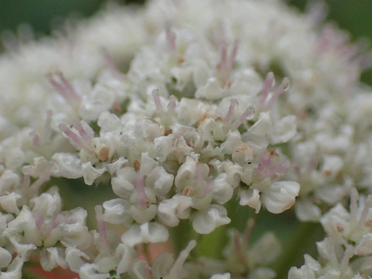 Libanótide 6