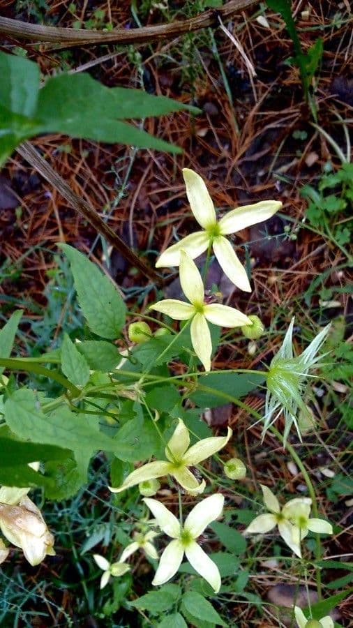 Clematis recta 10