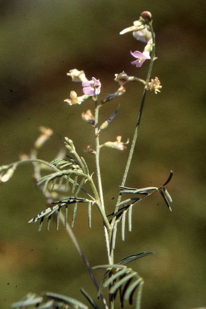 Vesce pèlerine 13