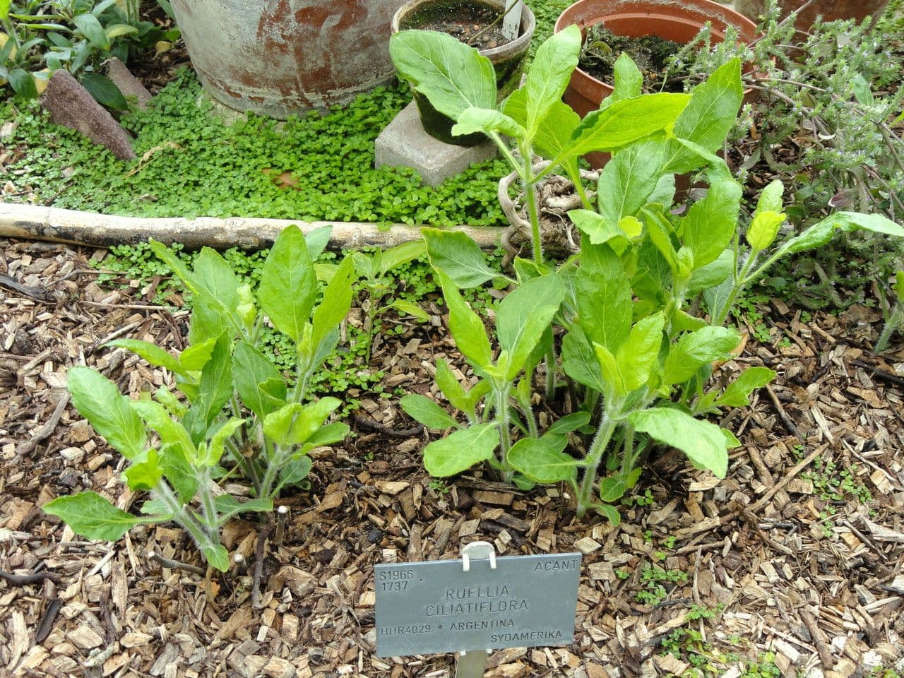 Ruellia ciliata 2