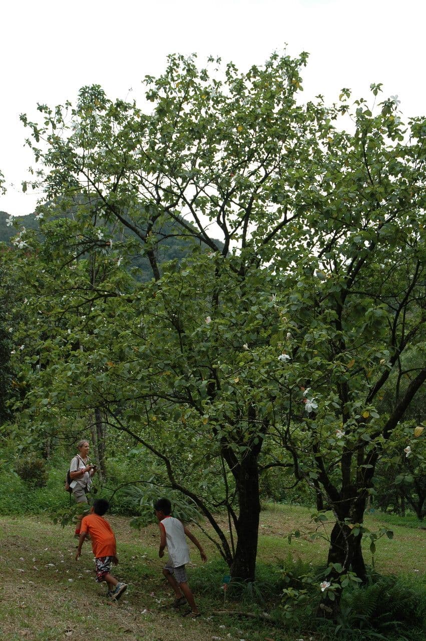 Hibisco di Waimea 7