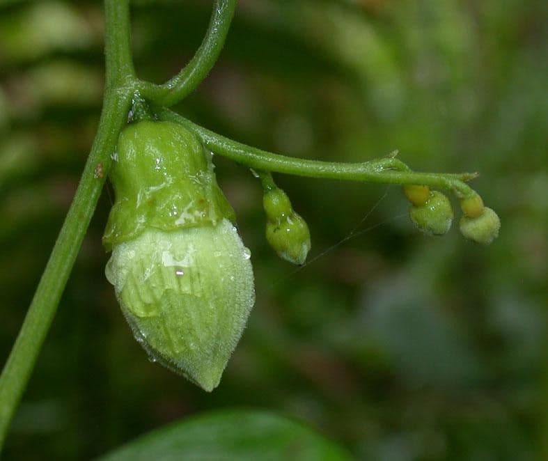 Cayaponia racemiforme 5