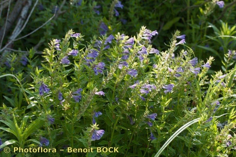 Scutellaria hastata 8
