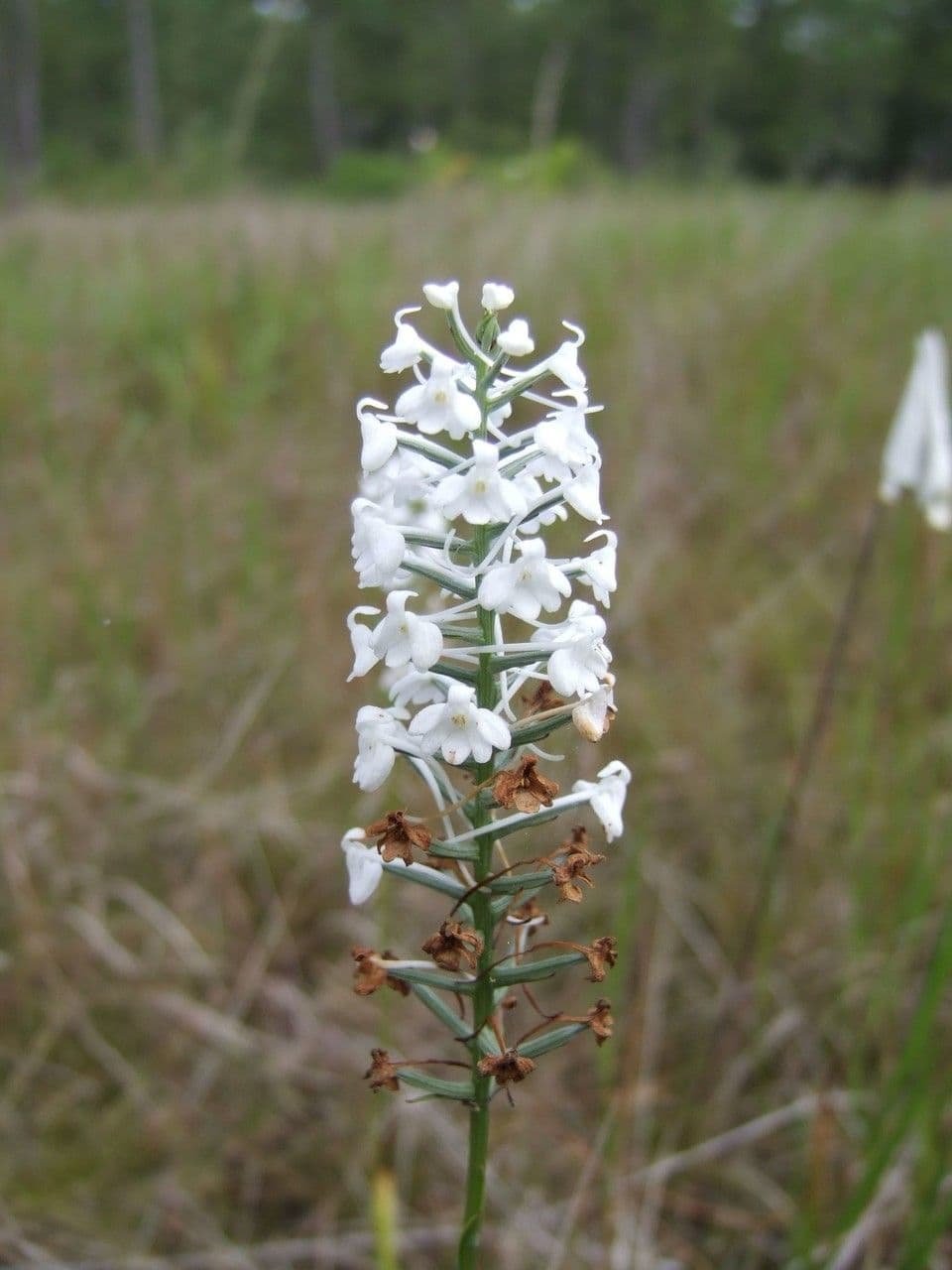 Platantera nivea 5