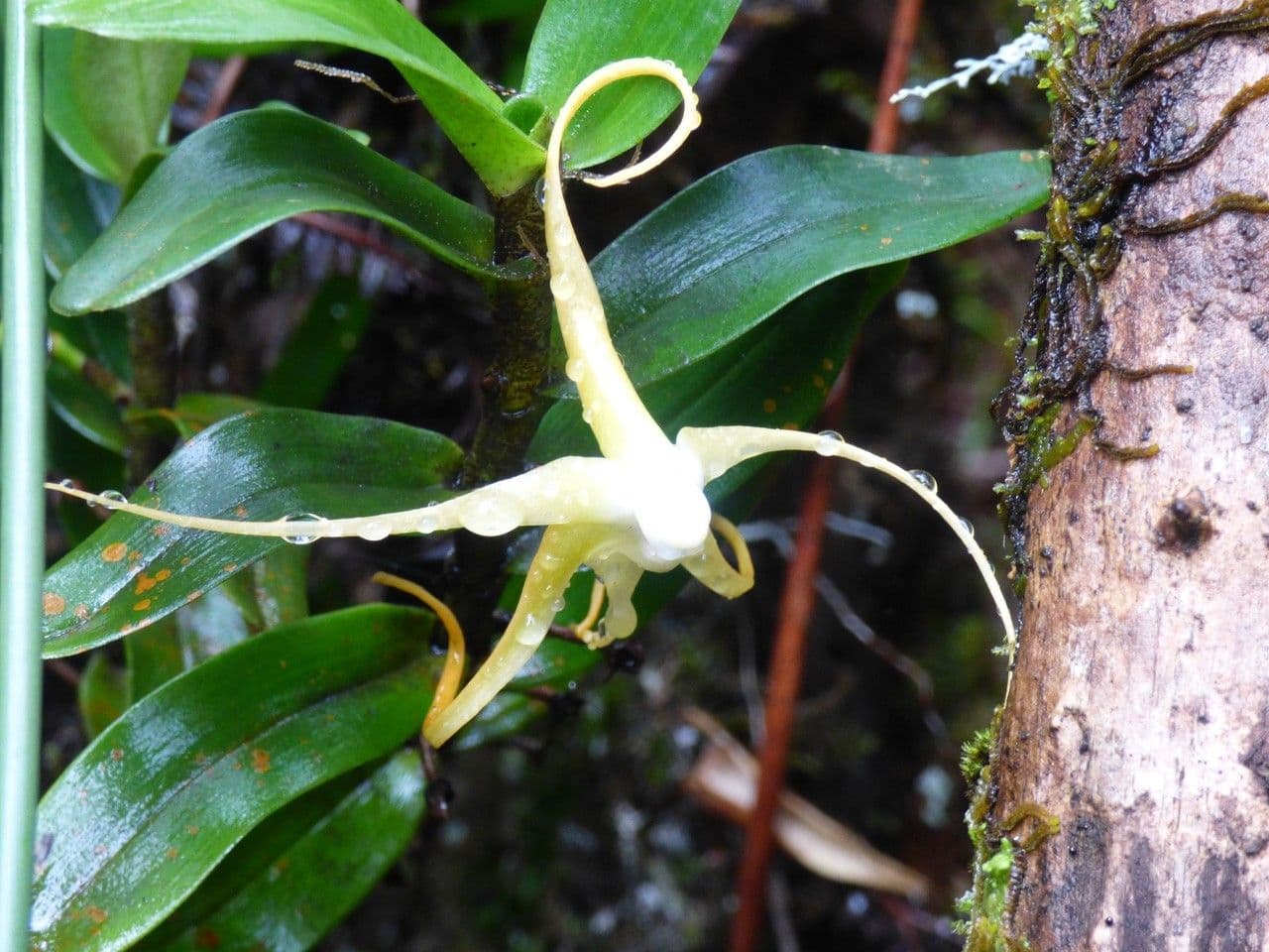Angraecum 7