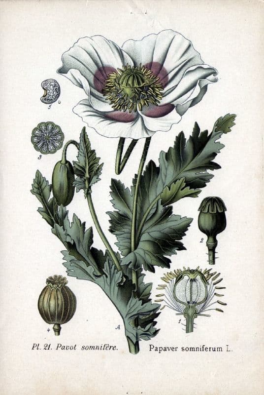 Schlafmohn 28