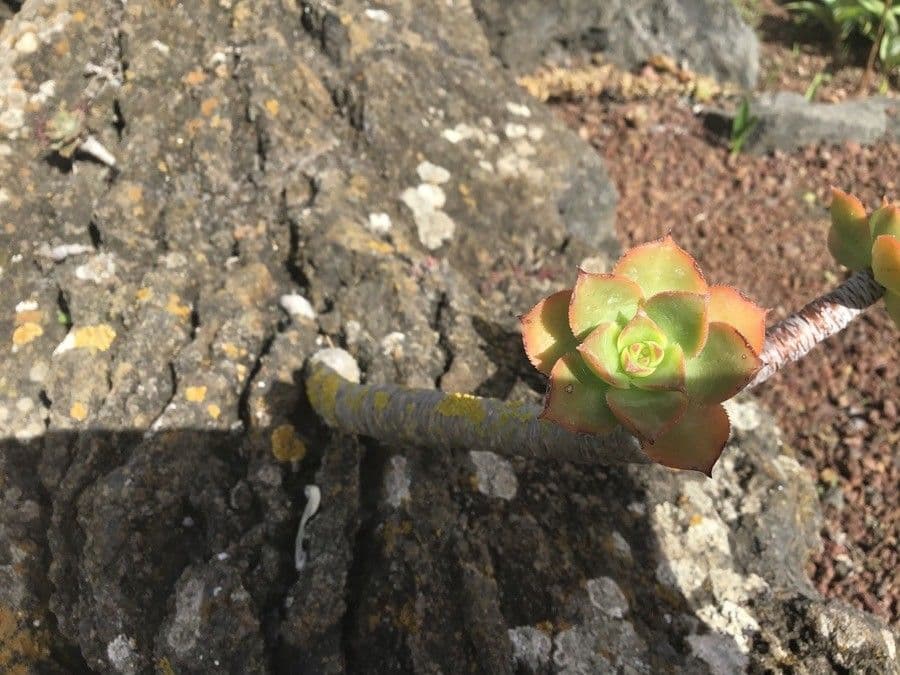 Aeonium 6