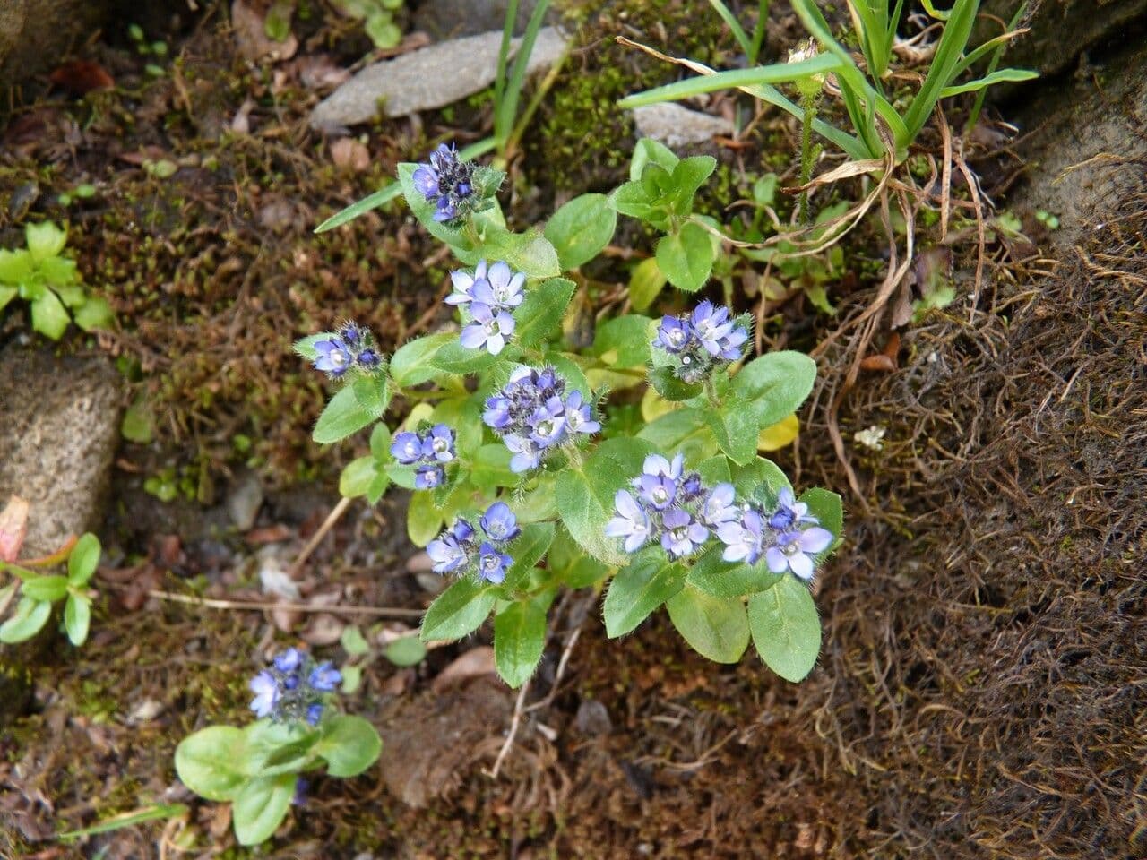 Veronica alpina 30