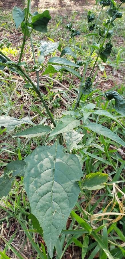 Solanum douglasii 20