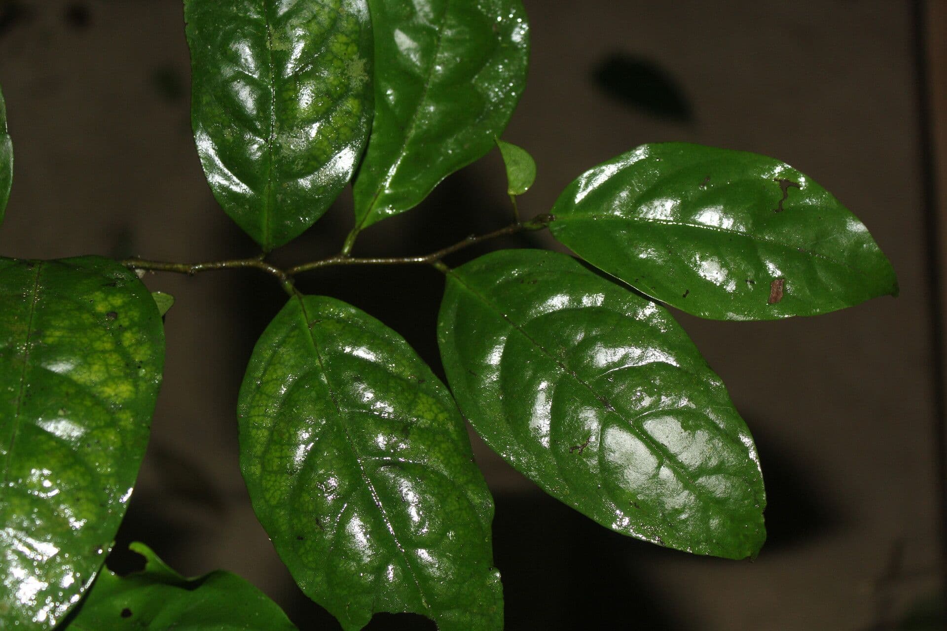Desmopsis 8