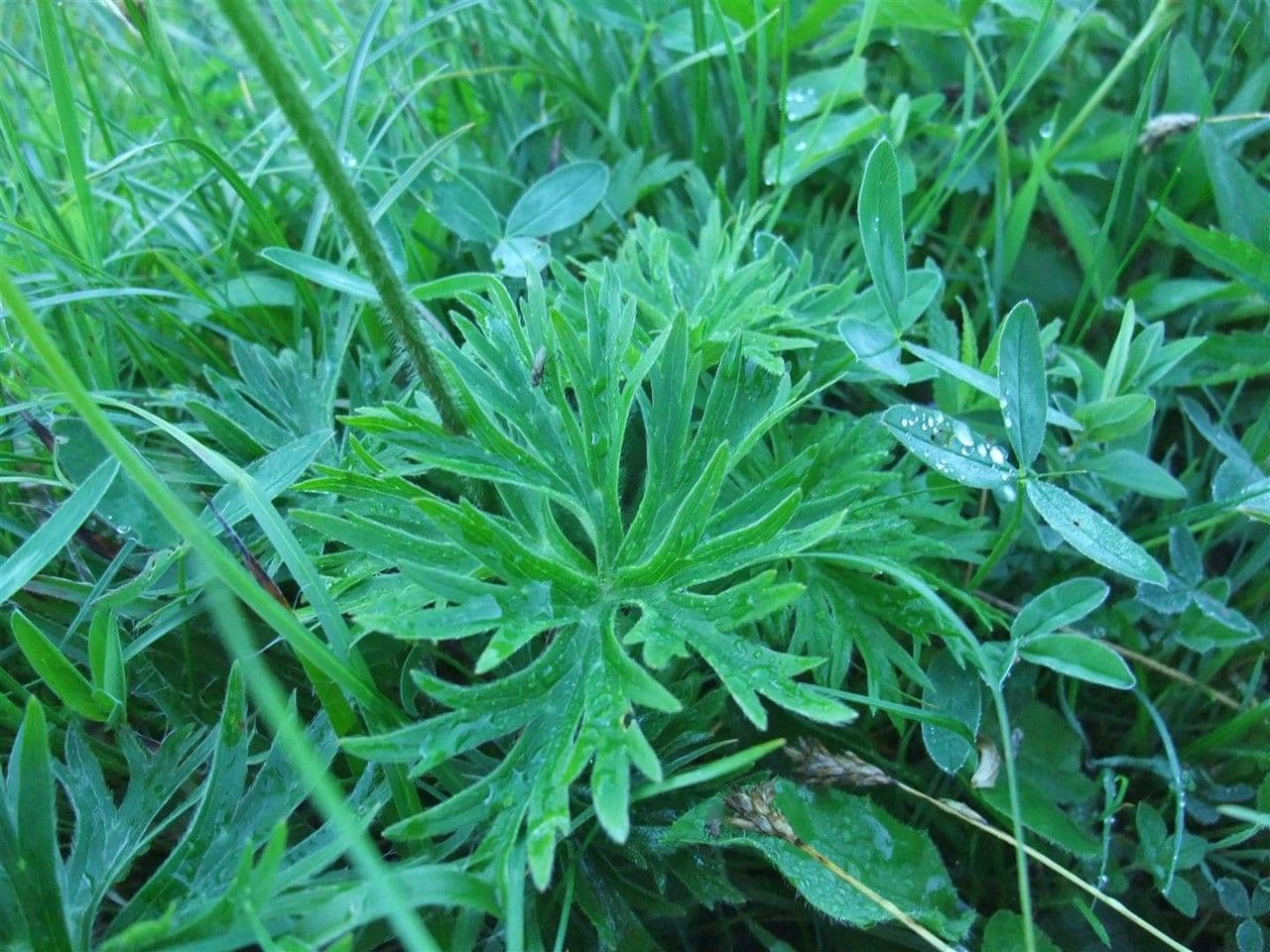 Anemone narcissiflora 17