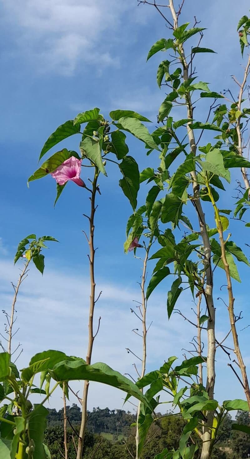 Ipomea carnosa 9