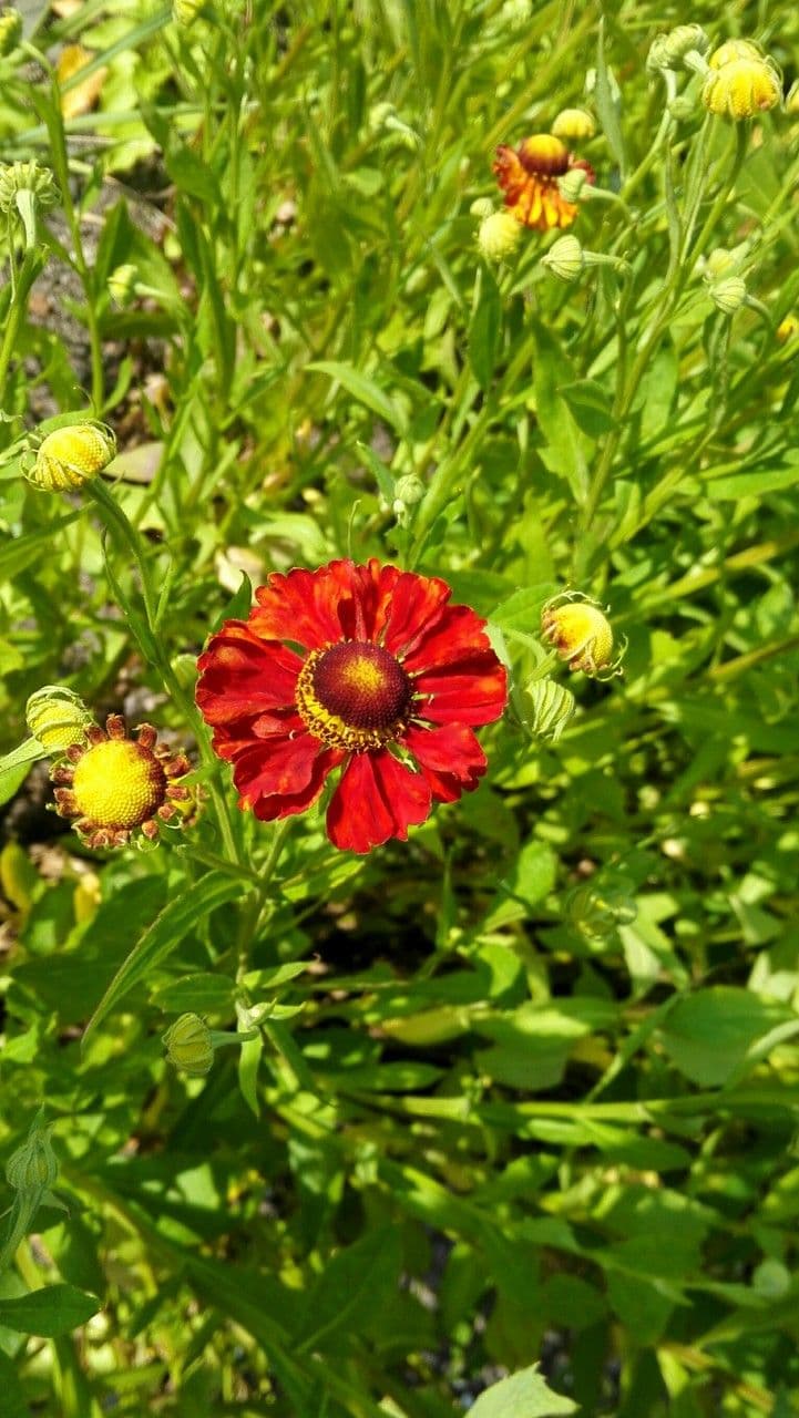 Helenium de otoño 12