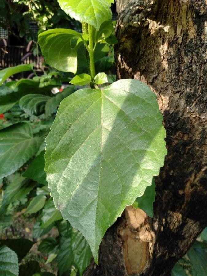 Premna odorata 3