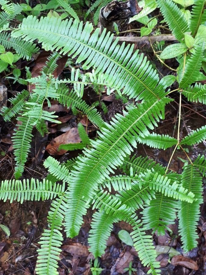 Dicranopteris linearis 8