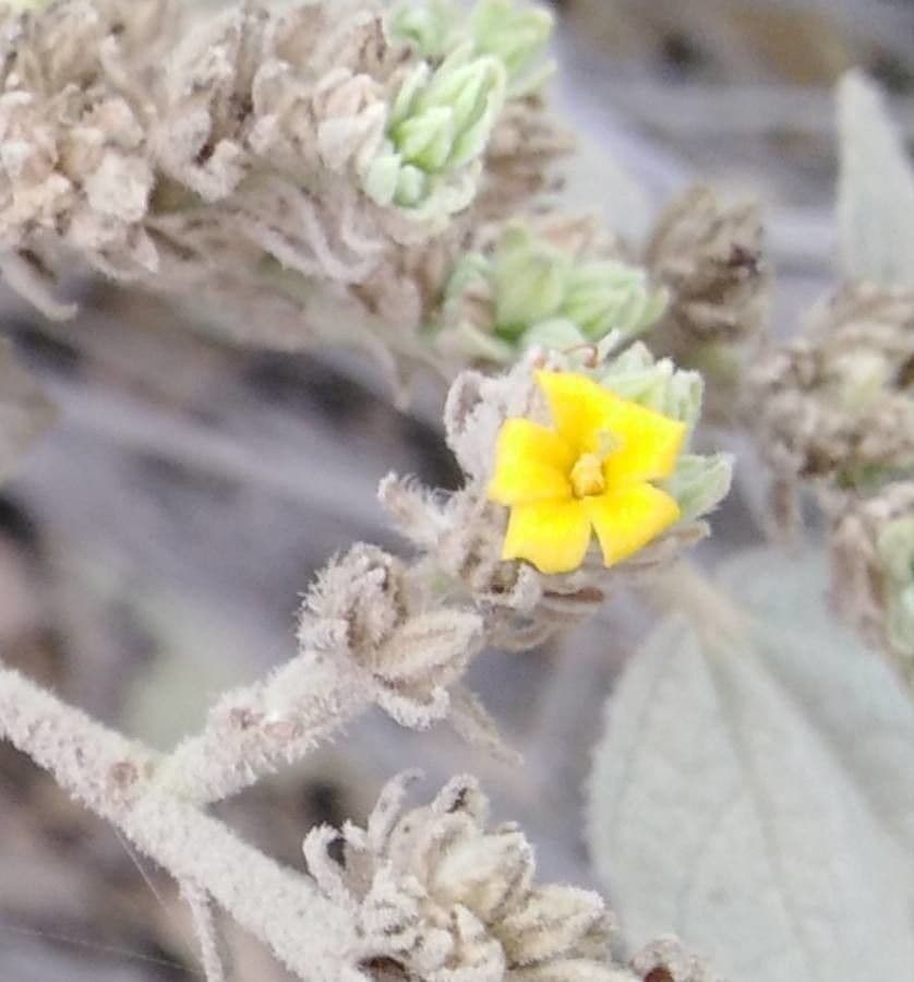 Eiförmigblättrige Waltheria