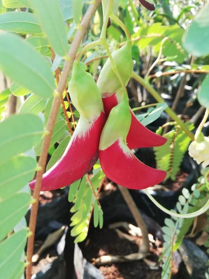 Sesbania grandiflora 3