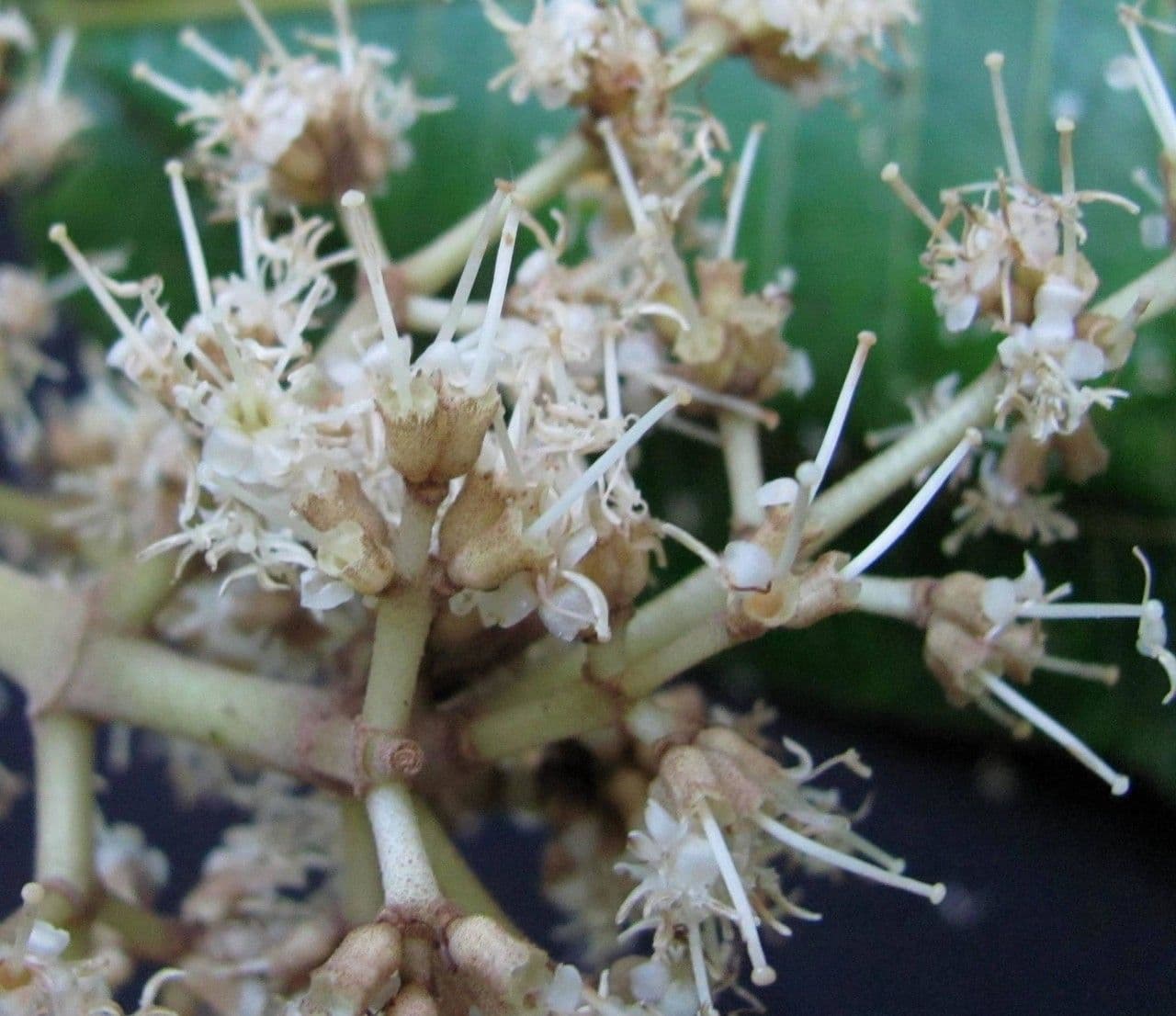 Miconia 5
