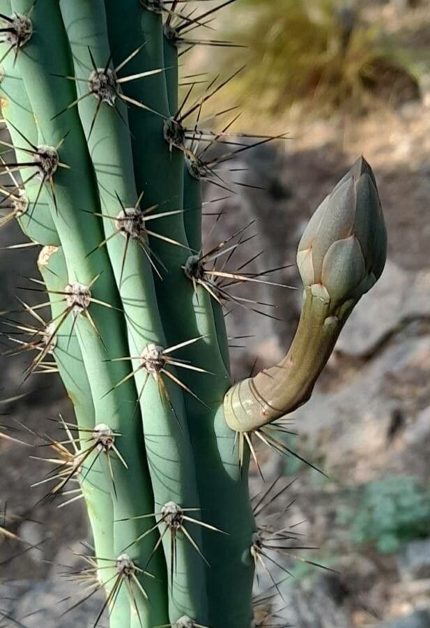 Cereus 3