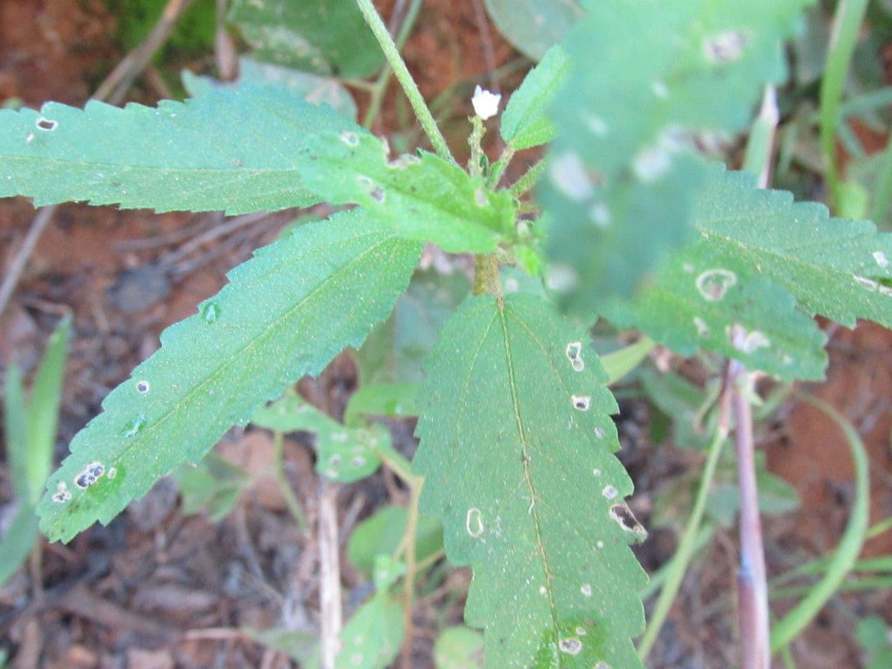 Drüsen-Croton 13