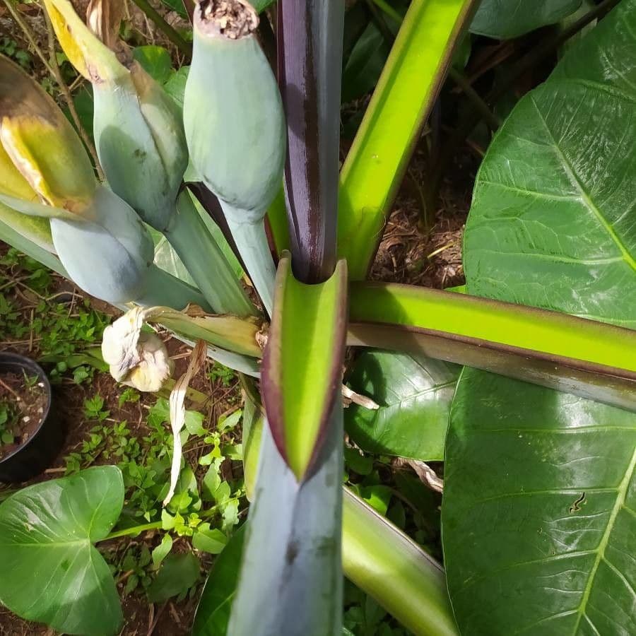 Taro 26