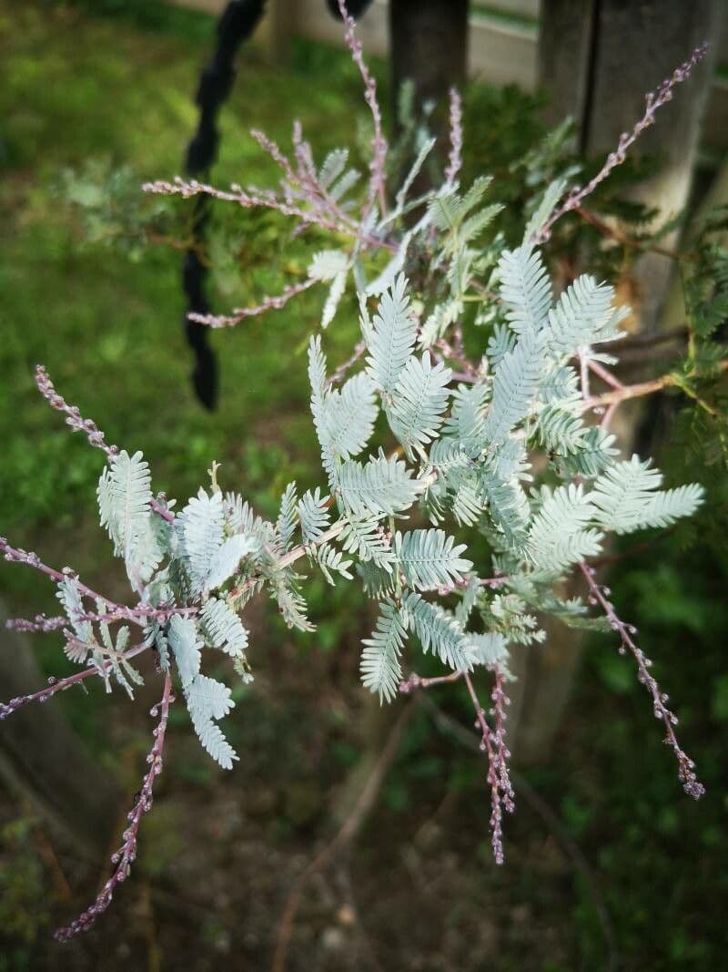 Acacia di Bailey 4