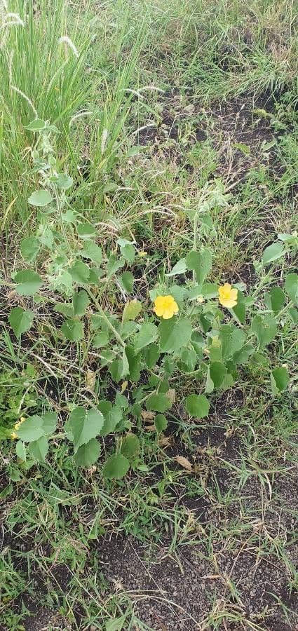 Abutilon 11