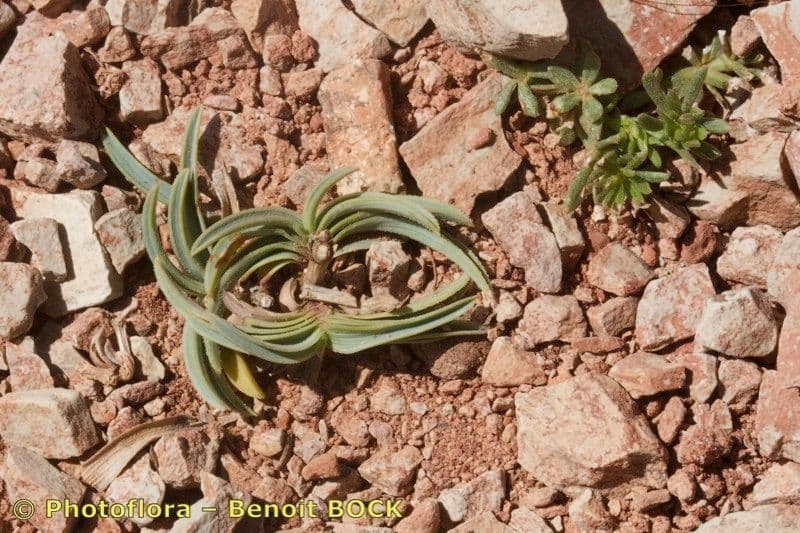 Bupleurum 2