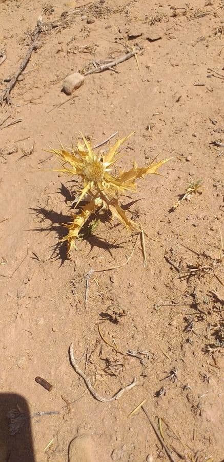 Carlina lanata 19