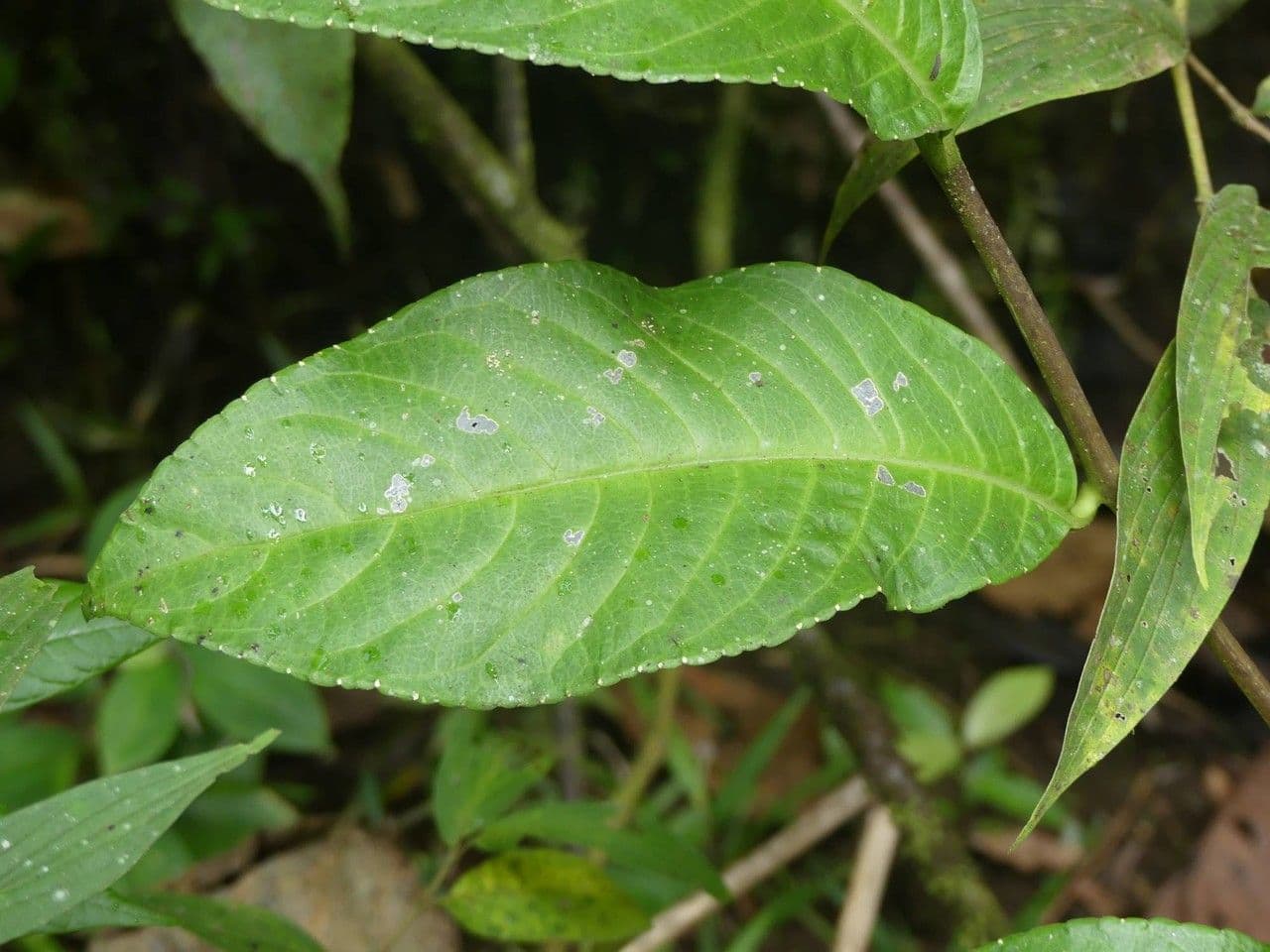 Centropogon 5