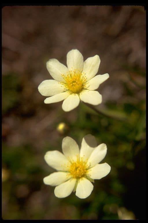 Dryas integrifolia